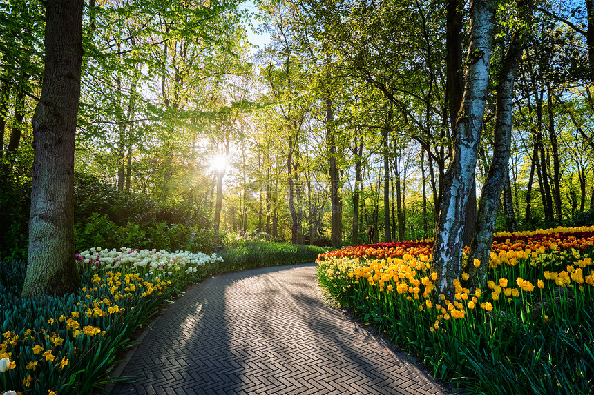 Kuekenhof花园的小径上盛开的郁金香花坛日落时世界上最大的花园之荷兰基肯霍夫花园利塞,荷兰图片