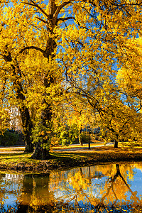 秋天的颜色秋天公园里,黄叶树叶树反射河水中秋天公园图片