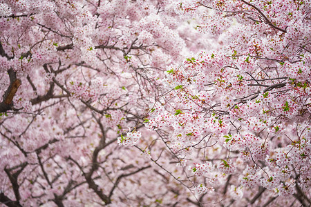 韩国春季樱花盛开的背景盛开的樱花樱花图片