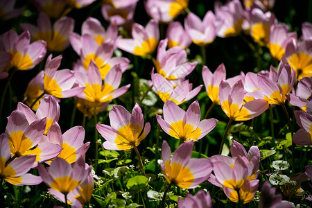 萨克利肯开肯霍夫花园盛开的粉红色郁金香郁金香,也被称为欧洲花园,世界上最大的花园之受欢迎的旅游景点荷兰荷兰基肯霍夫花圃里盛开背景