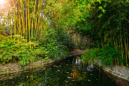 中国成都的竹子公园公园成都,中国图片