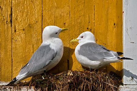 海鸥墙上筑巢两只鸟挪威洛福腾群岛海鸥鸟靠近图片