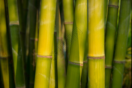 竹子靠近竹林成都,中国竹子靠近竹林图片