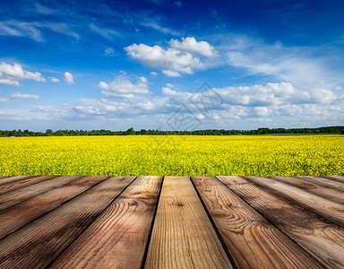 春天的夏天背景田与蓝天木制木板地板前黄色油菜花田与天空,木制木板地板图片