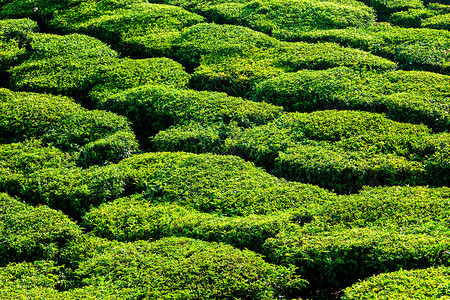 绿色蒂尔种植园喀拉拉邦,印度绿色蒂尔种植园图片
