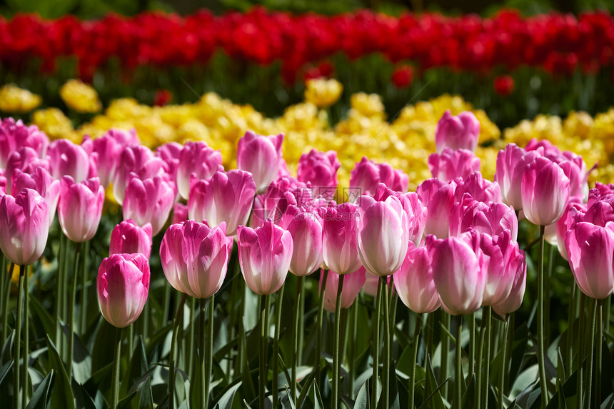 开肯霍夫花圃中盛开的粉红色郁金香花坛,也被称为欧洲花园,世界上最大的花园之受欢迎的旅游景点荷兰荷兰基肯霍夫花圃里盛开图片