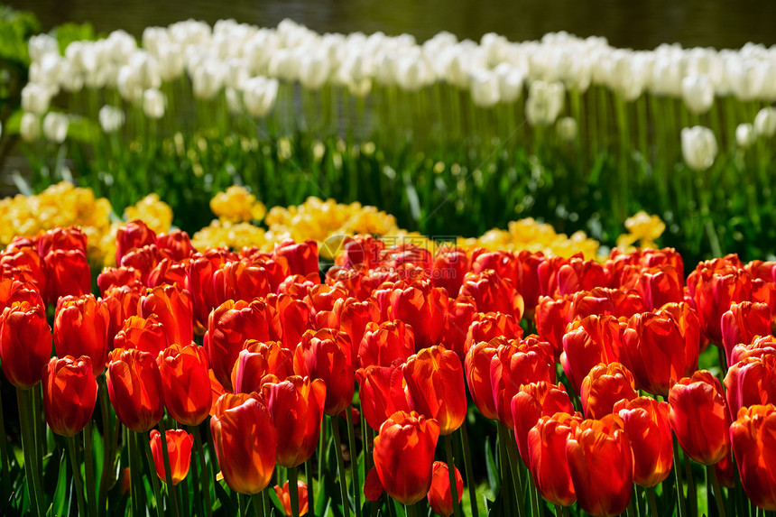 开肯霍夫花圃盛开的红色郁金香花坛,也被称为欧洲花园,世界上最大的花园之受欢迎的旅游景点荷兰荷兰基肯霍夫花圃里盛开的郁图片