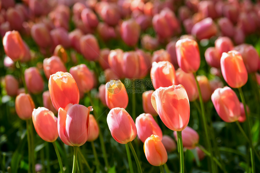 开肯霍夫花圃中盛开的粉红色郁金香花坛,也被称为欧洲花园,世界上最大的花园之受欢迎的旅游景点荷兰荷兰基肯霍夫花圃里盛开图片