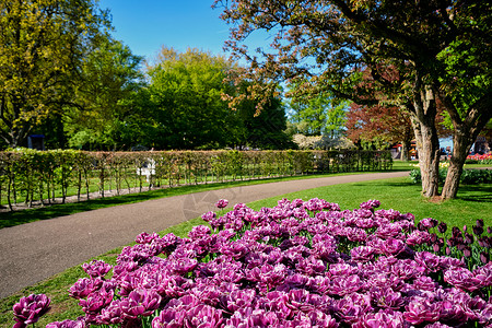 又是牡丹花开时盛开的双晚郁金香牡丹花郁金香花坛基肯霍夫花圃,又称欧洲花园,世界上最大的花圃之荷兰荷兰基肯霍夫花圃里盛开的郁金香背景