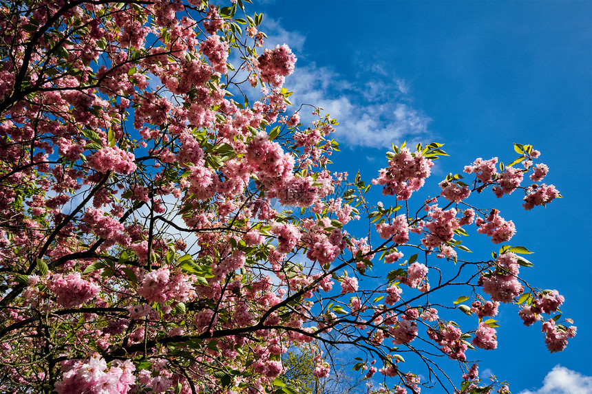 开肯霍夫花圃盛开的郁金香花坛,也被称为欧洲花园,世界上最大的花园之受欢迎的旅游景点荷兰荷兰基肯霍夫花圃里盛开的郁金香图片