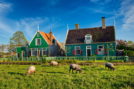 绵羊传统的旧乡村农场附近放牧,博物馆村ZaanseSchans,荷兰博物馆村庄Zaanse农场房屋附近放牧的绵羊背景