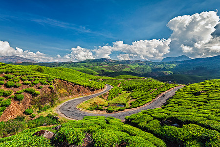 风景道绿茶种植园,穆纳尔,喀拉拉邦,印度印度茶园道路图片