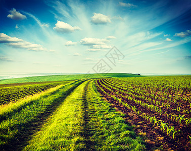 草国复古效果过滤流行风格的形象绿色领域的莫拉维亚,捷克共国莫拉维亚的绿色田野背景
