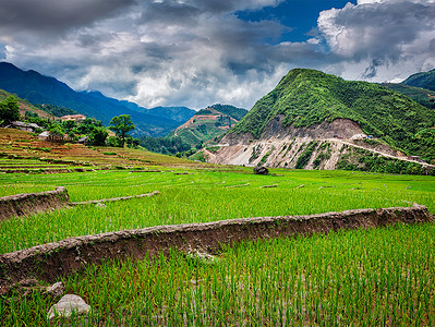 稻田梯田水稻田靠近猫猫村,靠近萨帕,越南水稻种植园越南图片