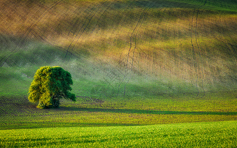 捷克共国莫拉维亚犁田的孤独树耕田里的孤独的树图片