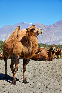 帕特里亚喜马拉雅山的巴克特里亚骆驼努布拉谷拉达克查谟克什米尔的Hunder村努布拉沃利的骆驼,拉达克背景
