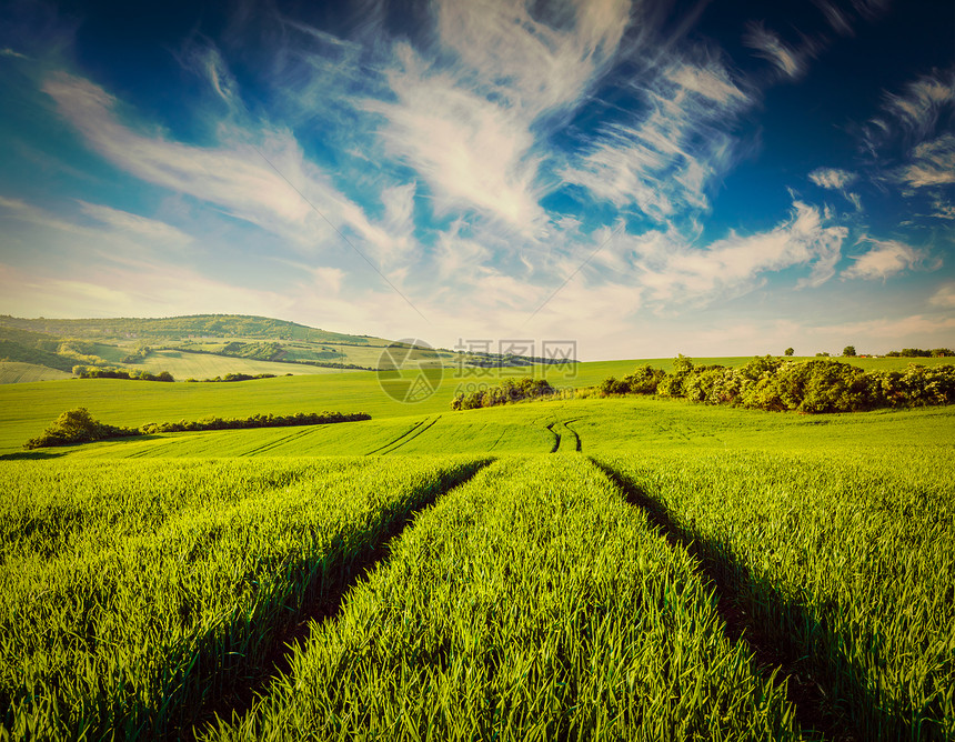 复古效果过滤流行风格的形象绿色领域的莫拉维亚,捷克共国莫拉维亚的绿色田野图片