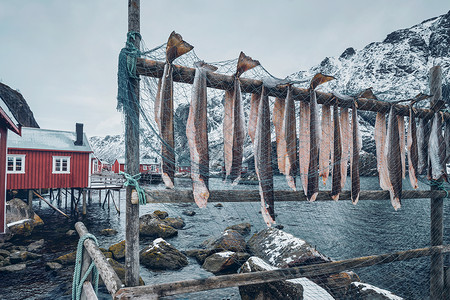 挪威峡湾的Nusfjord,传统的传统渔村,冬天用传统的红色Rorbu房屋烘干鳕鱼挪威洛福腾群岛挪威Nusfjord背景图片