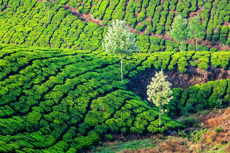 早上的茶园喀拉拉邦,印度绿茶种植园图片