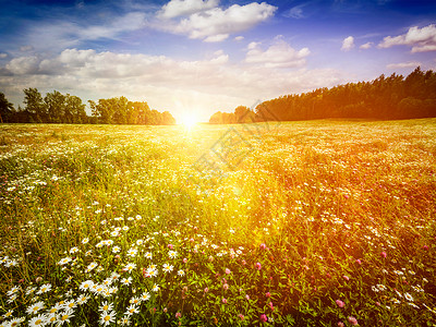 田野甘菊夏天盛开的绿色草甸田野,阳光蓝天的花朵镜头耀斑光泄漏夏天盛开的草地背景