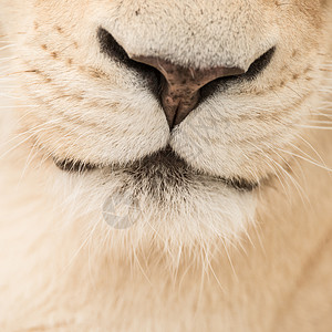 惊人的亲密肖像白色芭芭拉集狮子豹狮子狮子高清图片