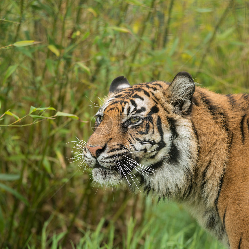 令人惊叹的虎豹老虎的肖像,充满活力的景观中穿过长草图片