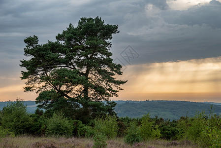 降雨量美丽的夏季日落景观形象的独树森林与五颜六色的云背景