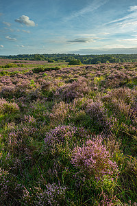 布拉德利美丽的夏季日落景观形象的Bratley视图新森林公园英格兰背景