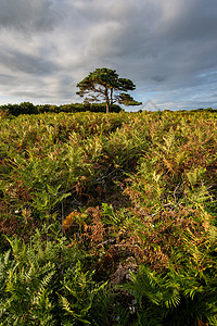 降雨量美丽的夏季日落景观形象的Bratley视图新森林公园英格兰背景