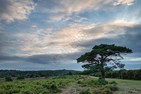 布拉德利美丽的夏季日落景观形象的Bratley视图新森林公园英格兰背景