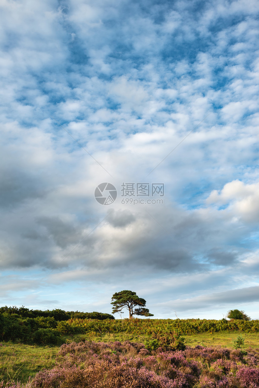 美丽的夏季日落景观形象的Bratley视图新森林公园英格兰图片