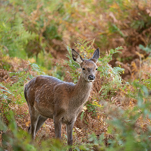 五颜六色的秋林景观中红鹿后的美丽肖像高清图片