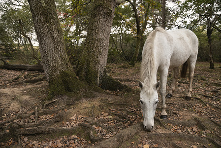 新森林小马围绕树叶高清图片