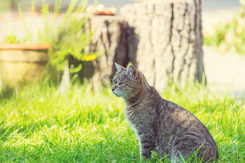 成家猫坐草地上图片