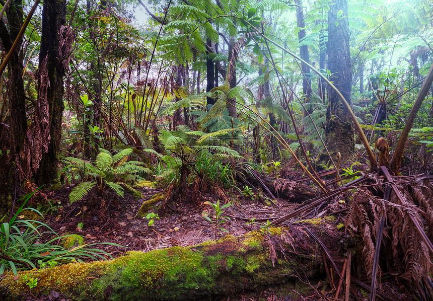 夏威夷热带雨林中巨大的蕨类植物图片