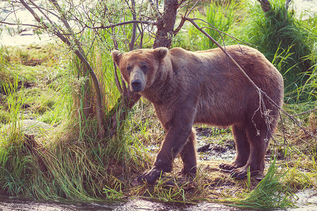 布鲁克斯膜阿拉斯加的棕熊背景