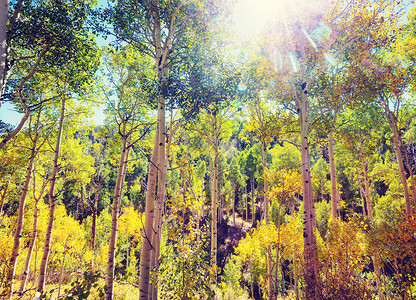 五彩缤纷的阳光森林景象秋天的季节与树木晴朗的日子图片