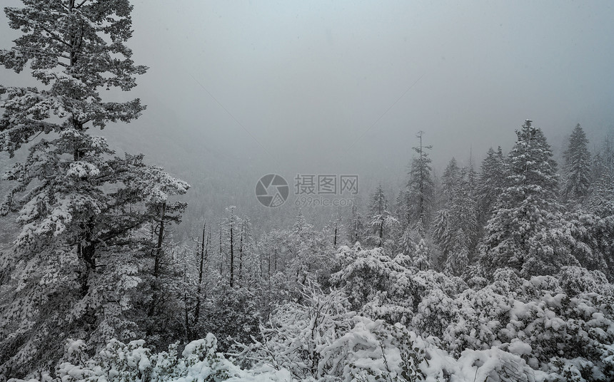 风景秀丽的雪覆盖森林冬季很适合诞节背景图片