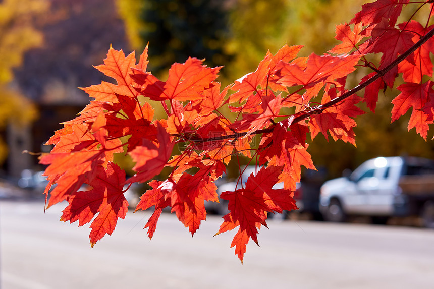 秋天枫叶阳光下阿斯彭,科罗拉多州,美国图片