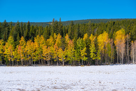 季节变化,次雪秋季白杨树科罗拉多州,美国背景图片