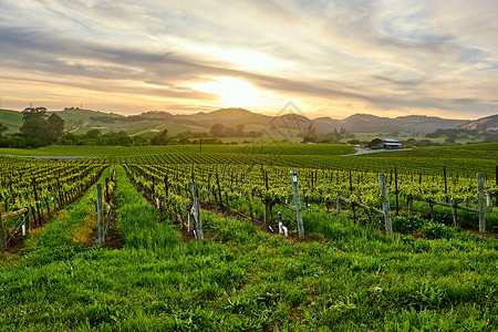 美国加州日落时的葡萄园景观背景图片