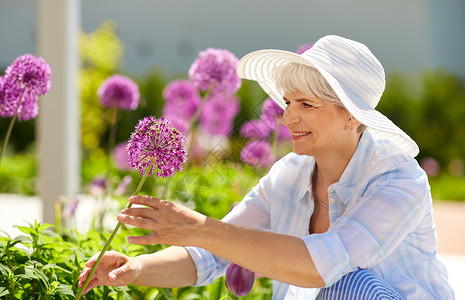 园艺人的快乐的老年女子与葱花夏季花园夏天的花园里葱花的高级女人图片