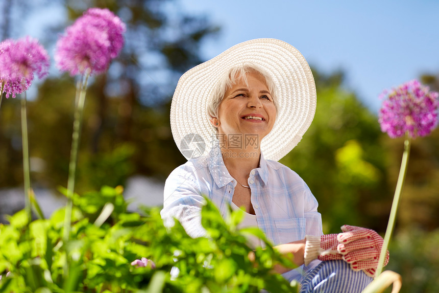 园艺人的快乐的老年女子与葱花夏季花园夏天的花园里葱花的高级女人图片