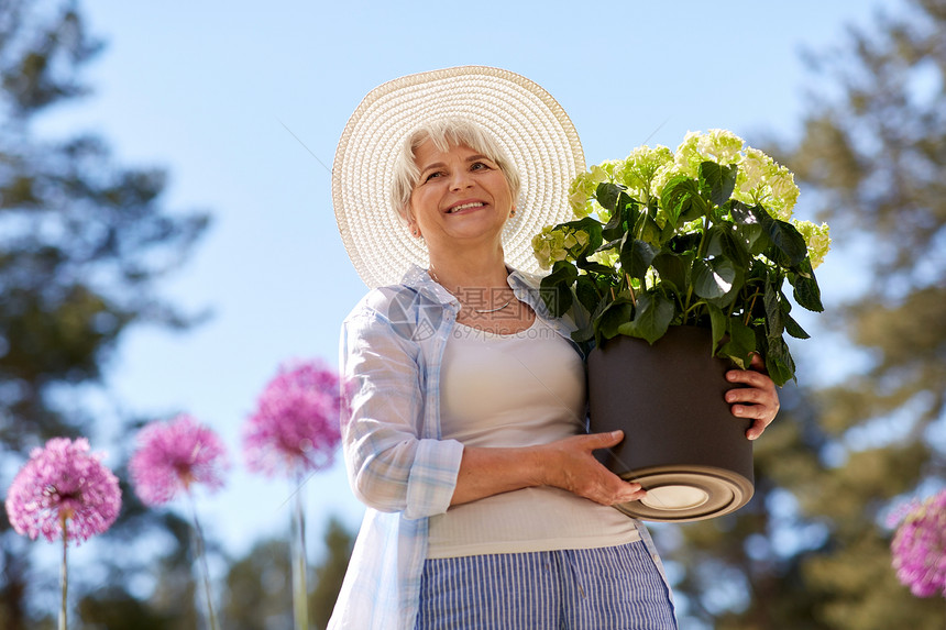 园艺人们的快乐的老年女子着白色绣球花夏天的花园夏天花园里绣球花的老妇人图片