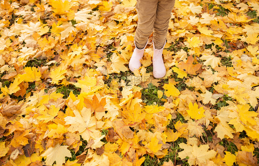 童,季节人们的秋天公园的枫叶上,用橡胶靴把孩子的腿关来秋天枫叶上穿着橡胶靴的孩子的腿图片
