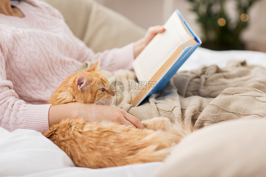宠物,人的红色Tabby猫女主家里床上看书红猫女主家看书图片