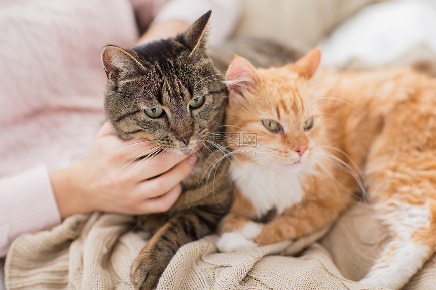 宠物,人的女主与红色塔比猫床上床上用红色Tabby猫主人图片