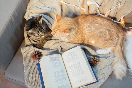 宠物,诞节潮湿的两只猫躺沙发上,冬天家带书两只猫躺沙发上,家里书背景图片