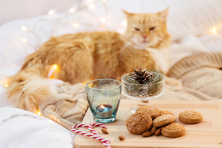 猫饼干诞燕麦饼干,烛台蜡烛,冷杉树枝装饰猫床上燕麦饼干,蜡烛,冷杉树枝猫床上背景