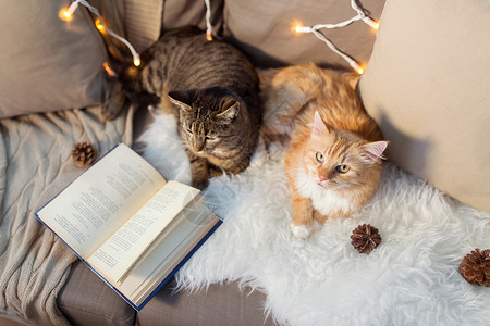 宠物,诞节潮湿的两只猫躺沙发上,书羊皮家里冬天两只猫躺沙发上,家里书图片